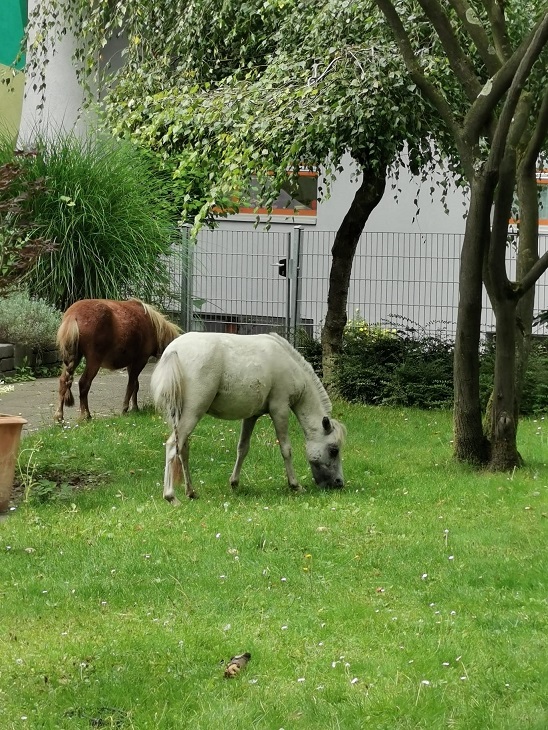 Ponys 1